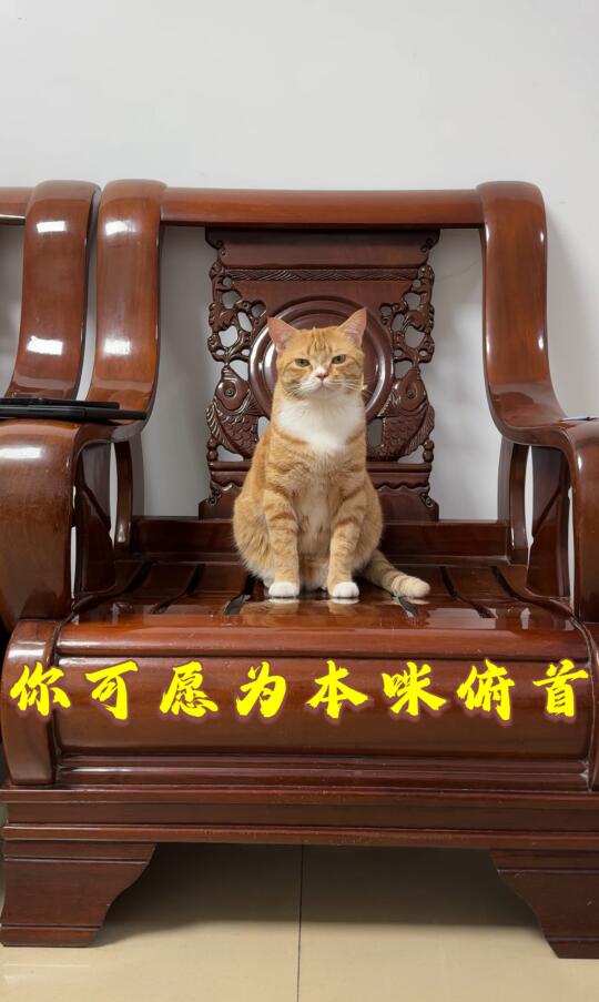 人，你可愿为本咪俯首？