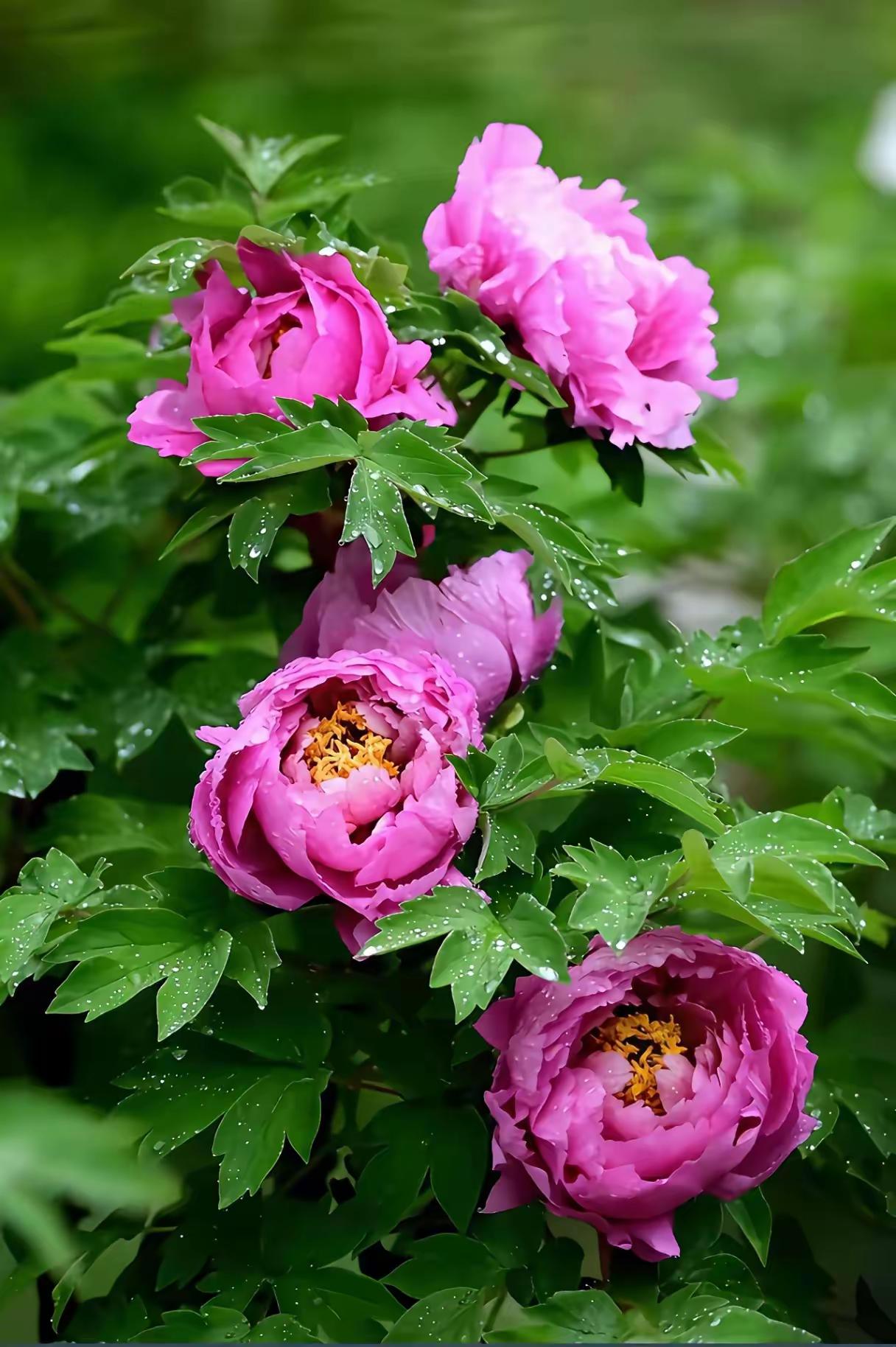 范伟最佳台词：我这一生啊，情窦初开的时候，父母不同意，情窦再开的时候，老婆不同意