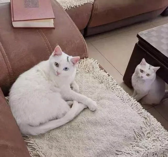 路上看到家里猫咪抱回家，结果家里有个一模一样的猫咪！！是双胞胎吗