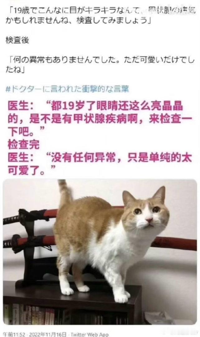 感觉日本笑话的精髓是重复对方的话猫猫咪