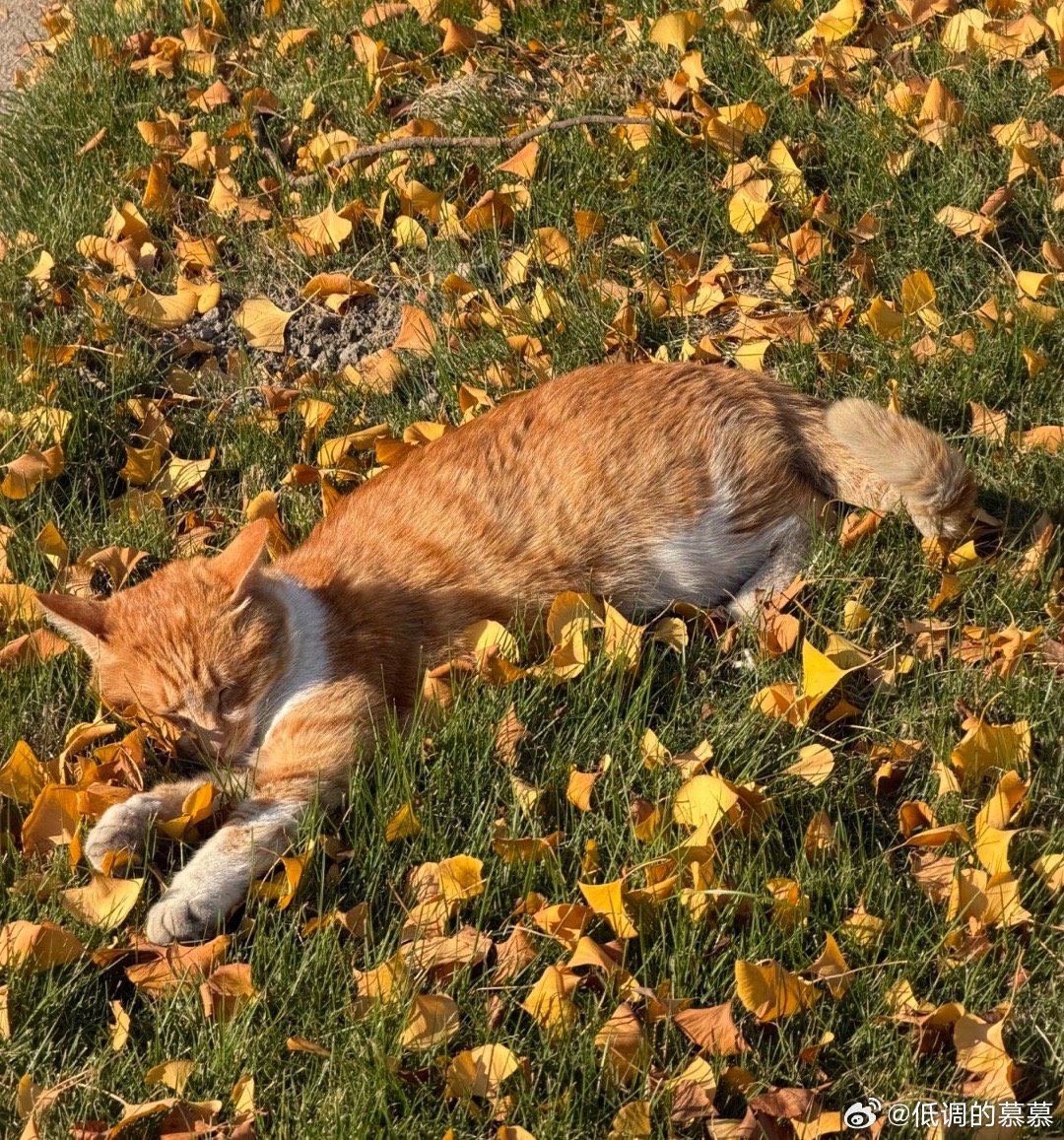 路遇一只晒太阳的猫咪