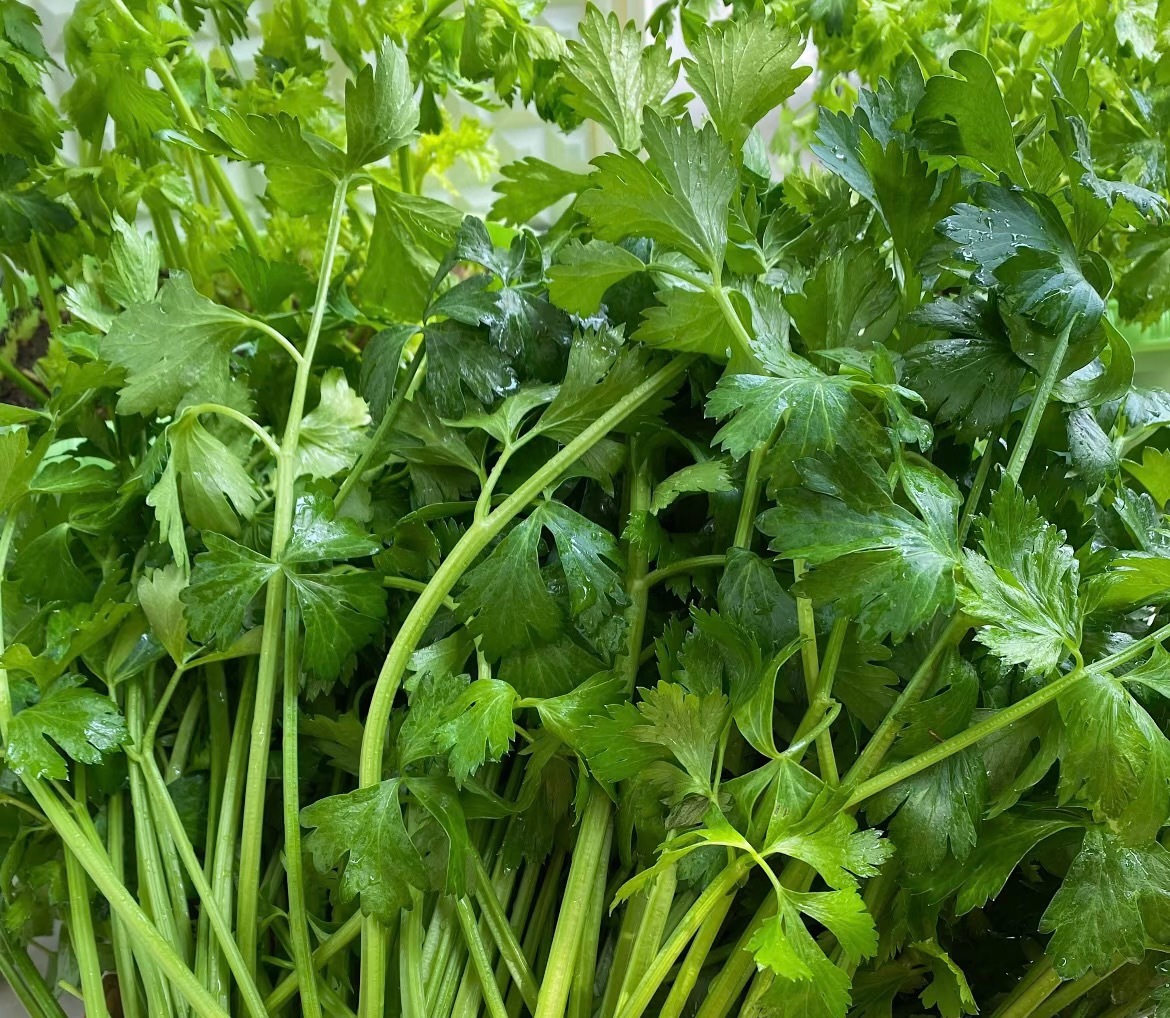 芹菜的种植方法一、种植时间芹菜对环境的适应性较强，可以一年四季播种种植，但育苗移