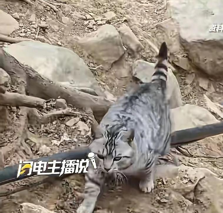 求求大家让他安心回家吧最近很多人在徒步南太行山的时候都会偶遇一只小猫出于对小