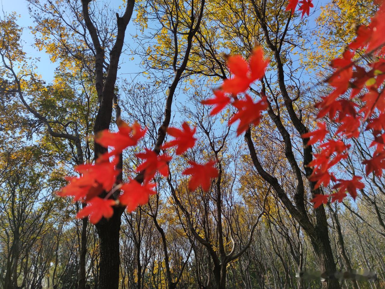 大兴永兴河湿地公园打卡。初冬的公园，游客不多，来的都是画画的和拍照的，我是来