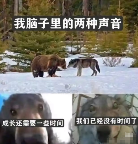 是你的脑子，太笨了