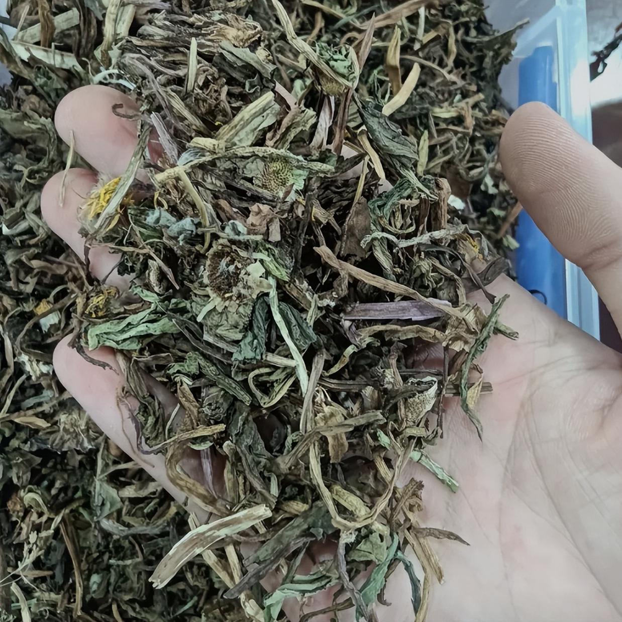 再顽固的尿频，先别过度治疗，记好蒲公英的王牌搭配人人都用得起。没事少往医院