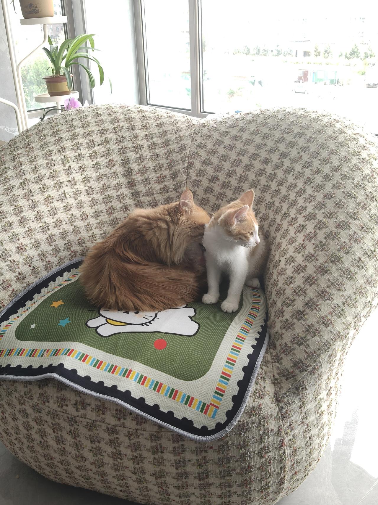 望着两只猫咪在沙发上惬意打盹，那画面实在是太治愈了。猫咪这般小生灵，总能为生活增