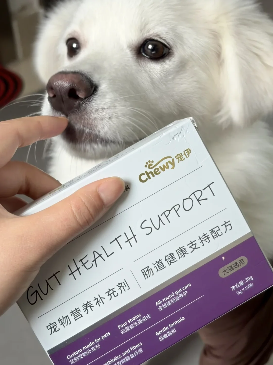 新手养狗必看！肠胃一路绿灯秘诀🙋🏻‍♀️