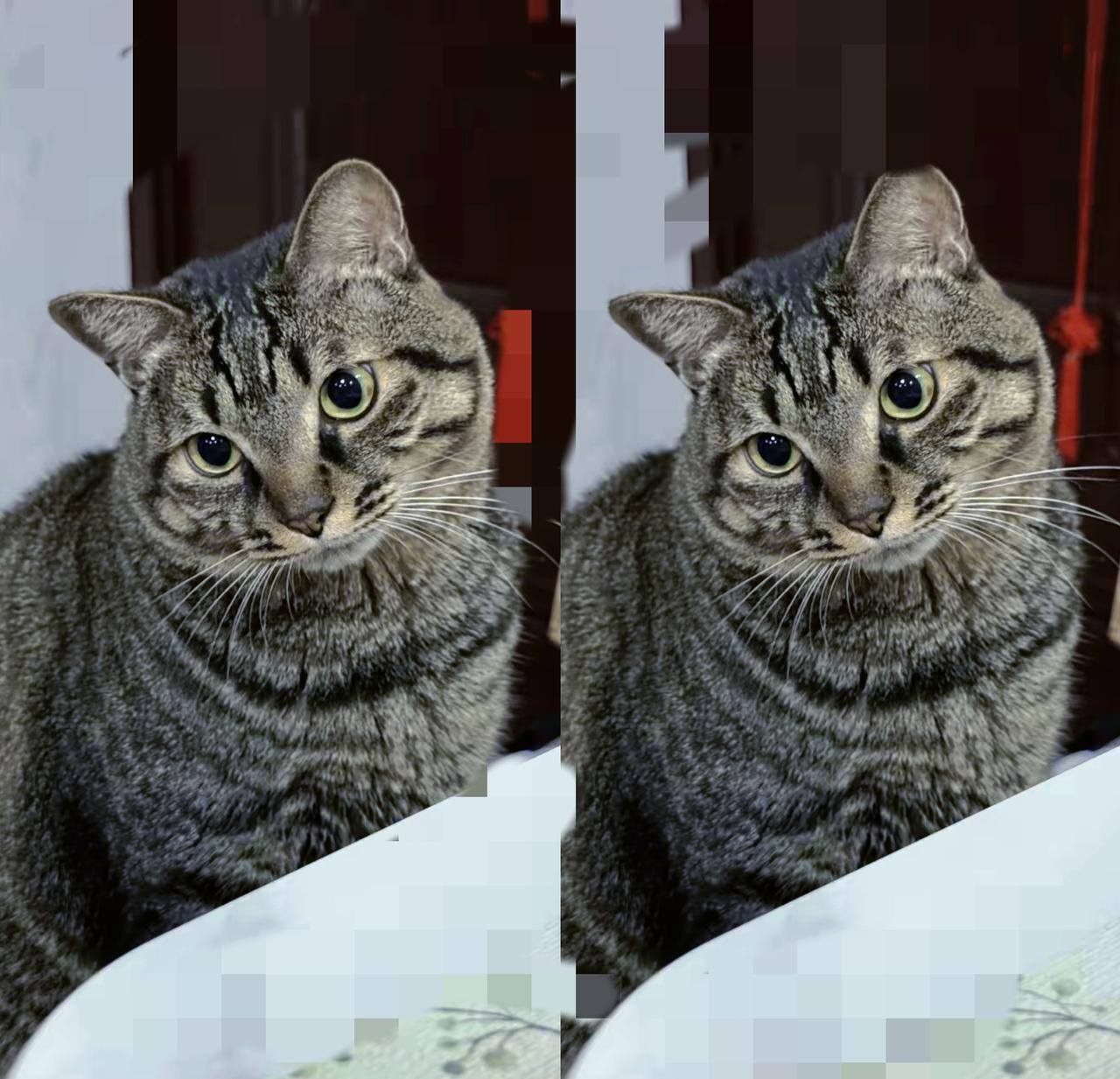 破防了！养老院外徘徊一月的狸花猫，眼里藏着对八旬主人的执念，这