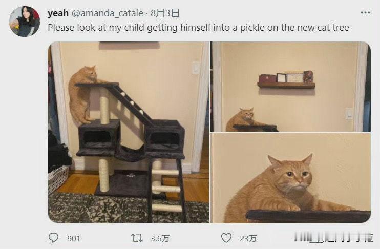 新买的猫爬架到了，但是我好像高估了我家猫