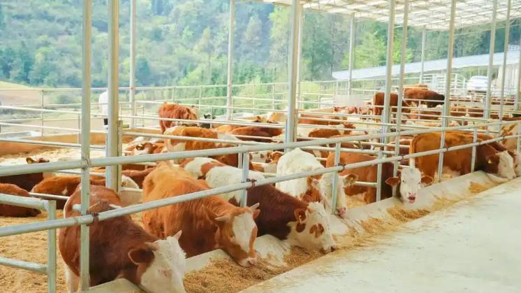 美国着急，中国出手了！这一下，可是打到了关键地方。咱们国家决定，对从巴西、澳