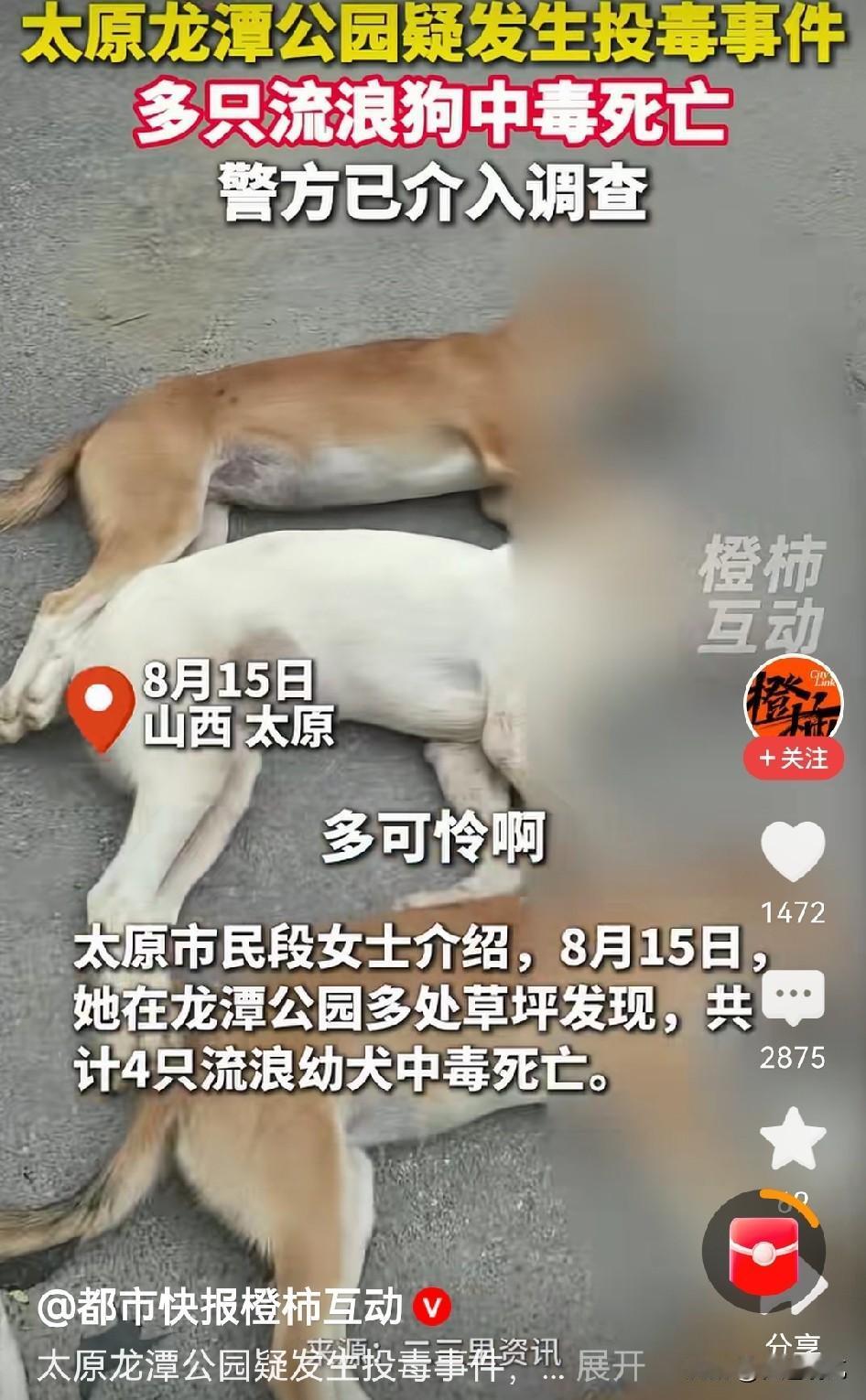 在太原龙潭公园，有个女士经常在公园喂流浪狗。结果她喂的流浪狗被人毒死了，这位女士