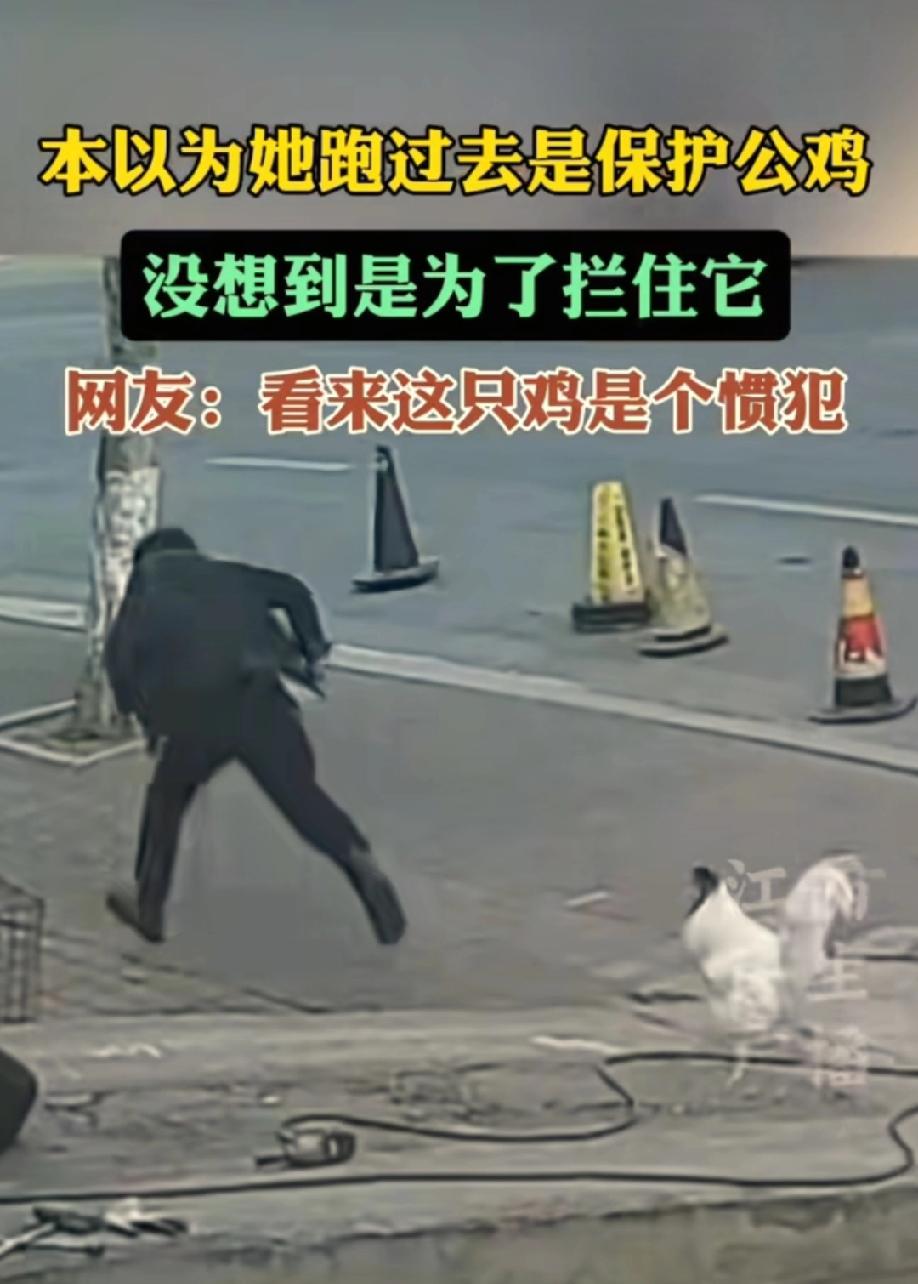 被这个视频笑惨了！一只大公鸡在路边站着，一男子正要路过，公鸡的主人赶紧小跑过去