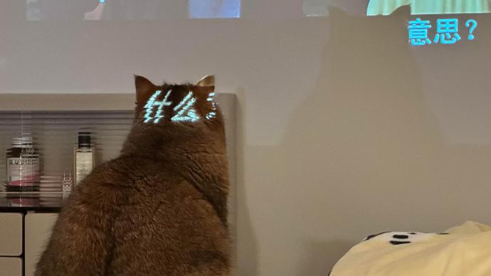 小猫的脑袋居然可以投影我的元气假期​​​