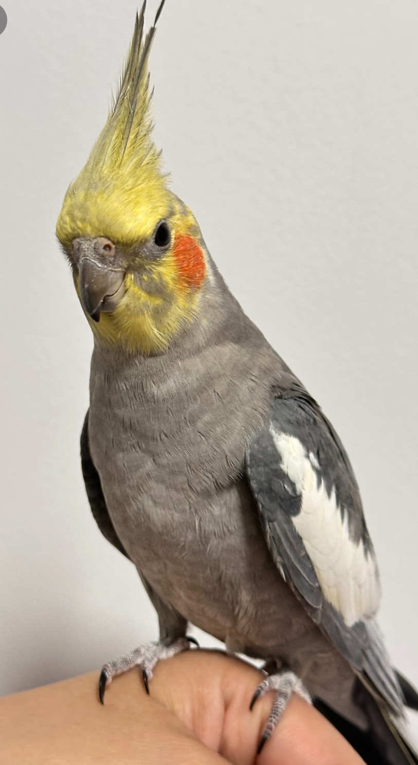 第一次get到小鸟的可爱，真的万物皆有灵原来小鸟真的有自己的审美