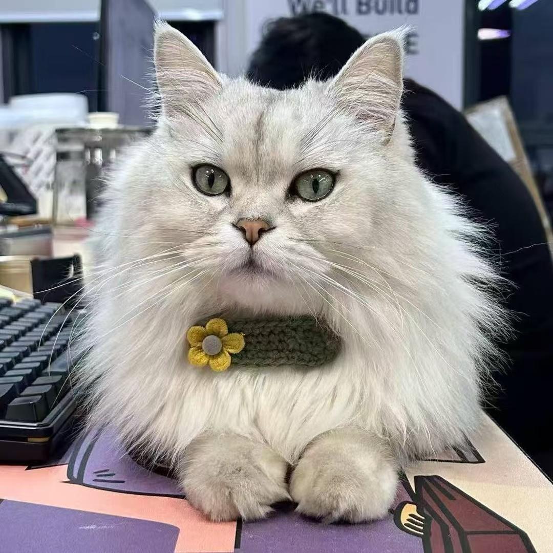 萌宠日常：毛茸茸的猫咪带着花环，可爱到爆！🐱💐