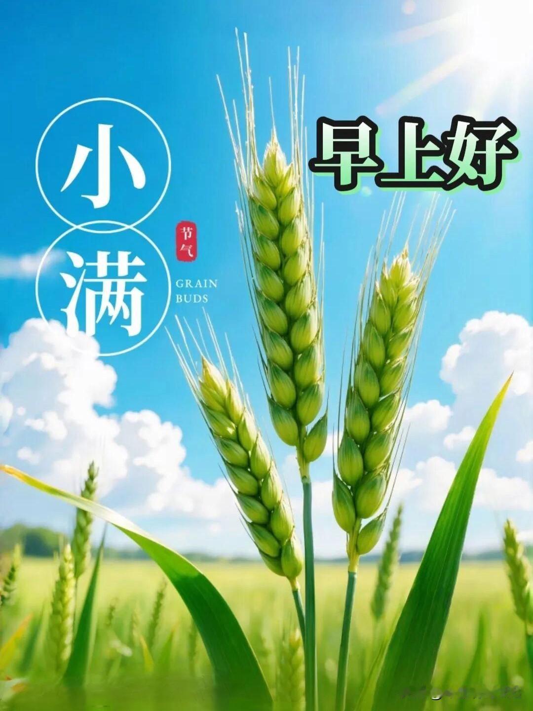 🌾小满，是生活最好的模样小满至，夏意浓，愿你的世界，阳光满路，温暖