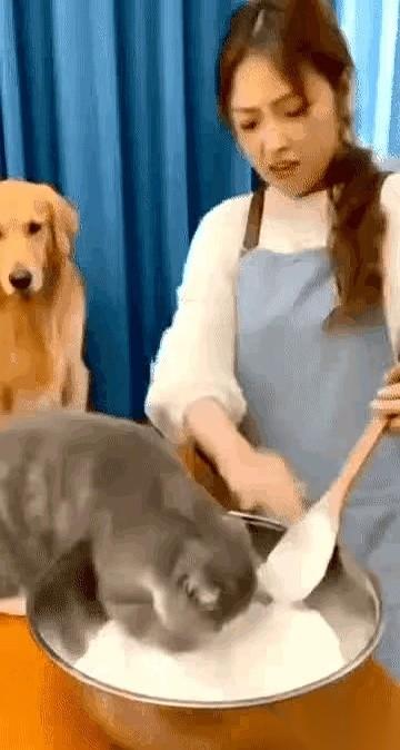 真的，别再被那些短视频里的“乖巧猫咪”给骗了。我刚刚经历了人生中最窒息的五分钟