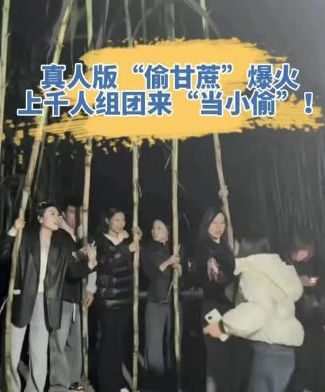 花9块9找罪受，图啥？最近四川眉山半夜上千人组团来“偷”甘蔗火了，偷成功了付