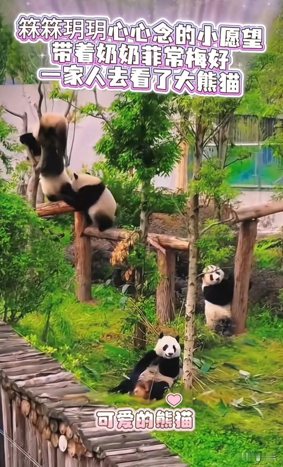 小玥儿愿望已实现！玥儿和箖箖对看大熊猫的期盼挺久了，这一次趁着放假，汪小菲带孩