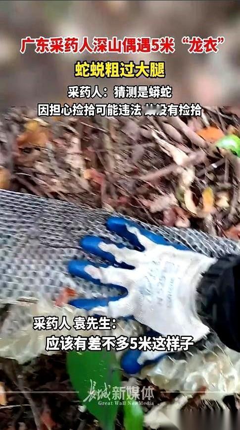 我的天，一张5米长的蛇皮！就这么挂在山上！大哥去采个药，远远看见一条白色的“丝