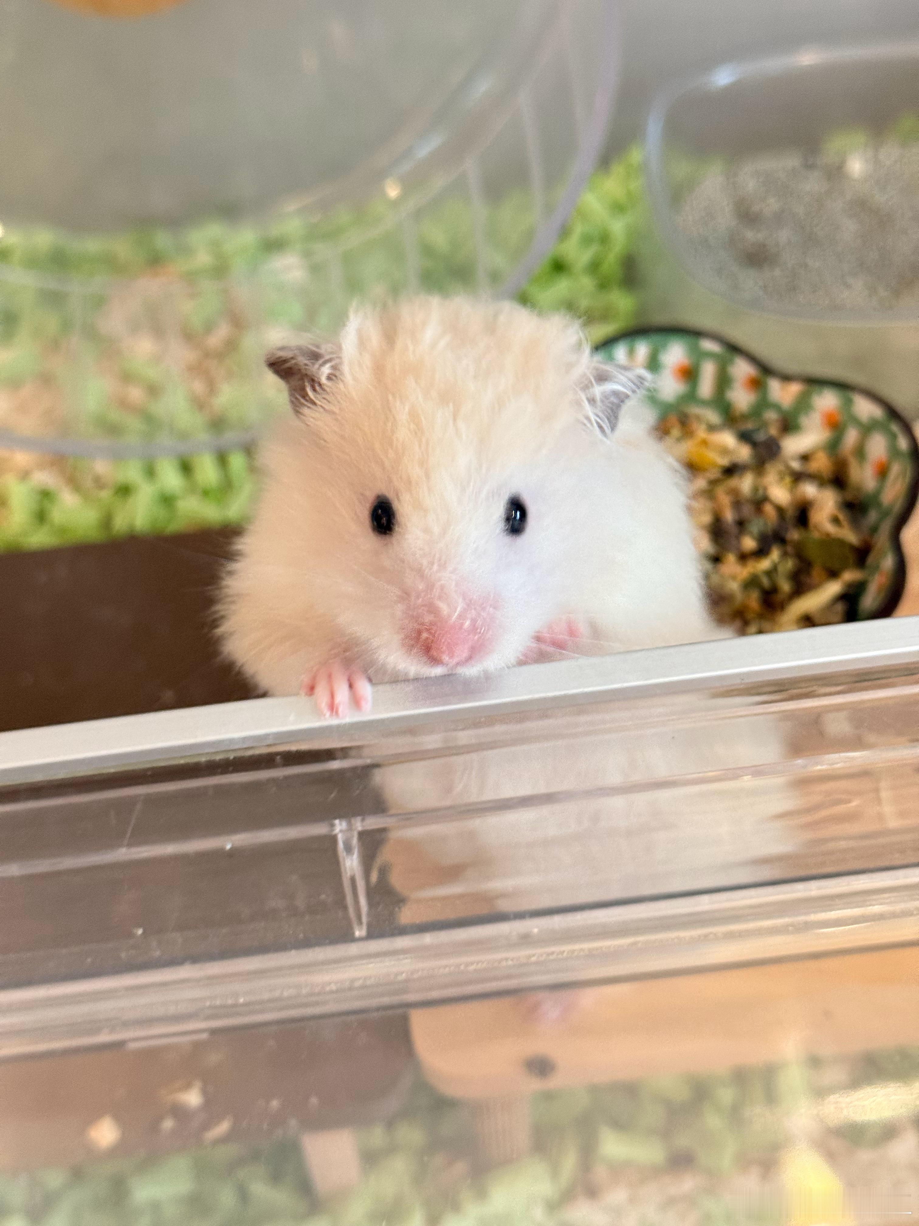 堂姐家好萌的仓鼠🐹～