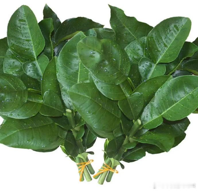 被很多人用的“柚子叶”表情包其实不是柚子叶而是柑橘或者柠檬叶真柚子叶是单身复叶