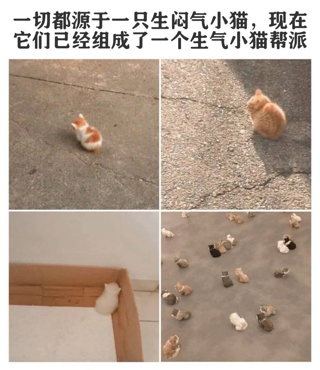 闷气小猫