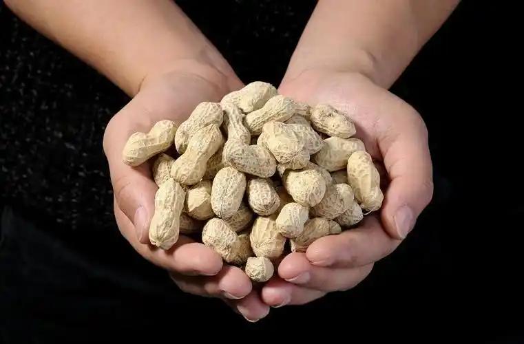 花生再次成为讨论对象！医生发现：常吃花生的人，不用多久，或有3改善吃花生这件
