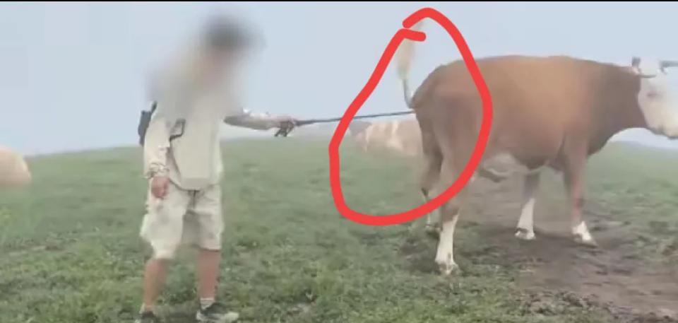捅你你急不急？五台山旅客被牛群群顶事件冲上热榜，我觉得活该，牛本身就老实巴交的，