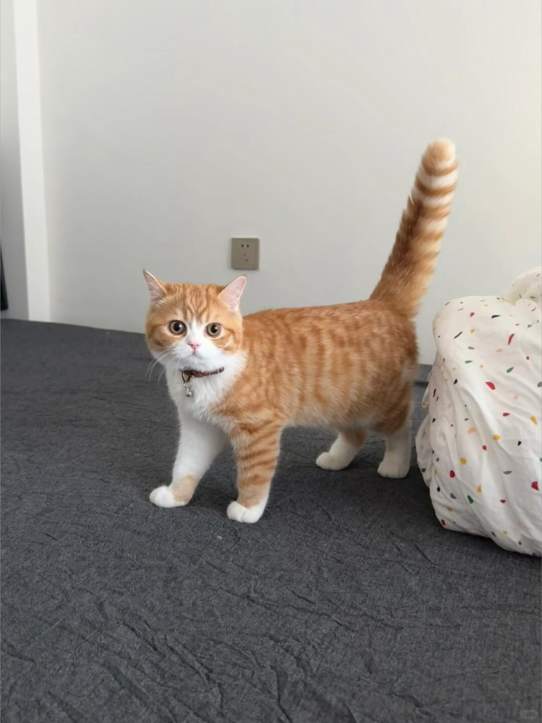 猫儿这个板正和emoji🐈简直一毛一样耶！！！​​​