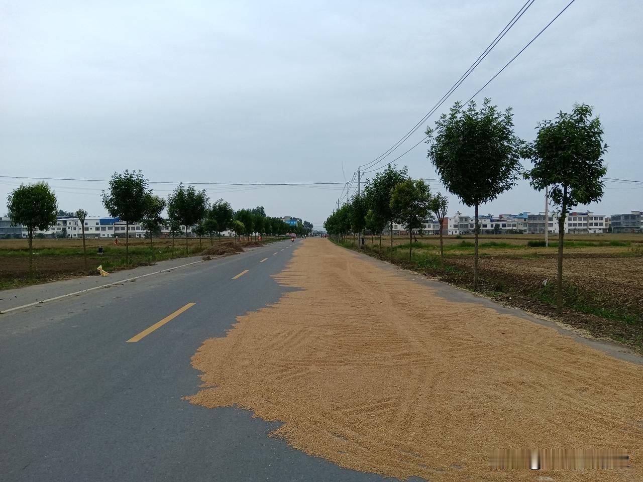 邓州小麦喜获丰收，价格持续上涨，一般在1.1元以上。经过一周的连阴雨后，昨天天