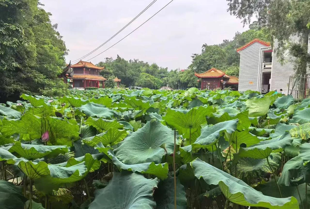 我跟老公分居了，但我不敢告诉娘家人。在年轻的时候，我有过一段事实婚姻，但后面分