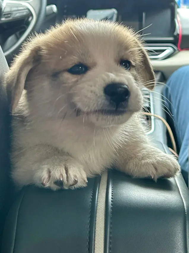 小狗的舌头，像在诉说着什么