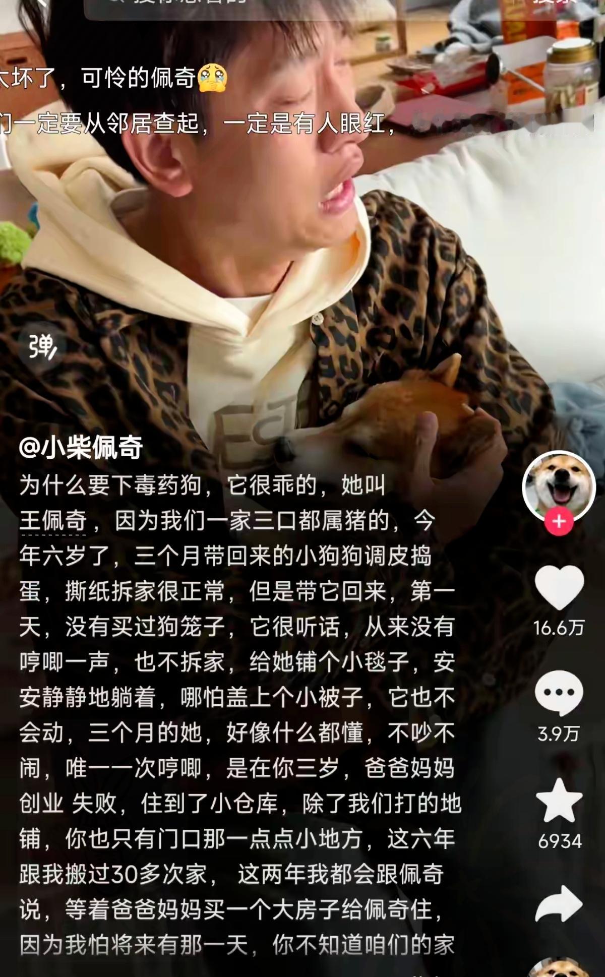 网红柴犬佩奇被毒死的消息，看得人浑身发寒！疼到打滚、咬舌流血，这只陪主人搬30多