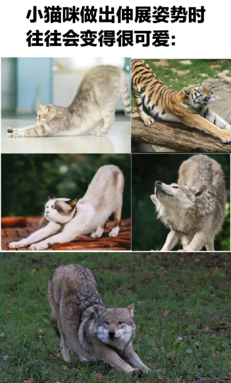 萌混过关猫meme​​​