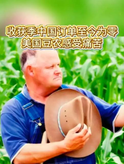 美国大豆丰收季，中国零订单背后藏着啥？中美大豆美国大豆收获季，不是风调雨