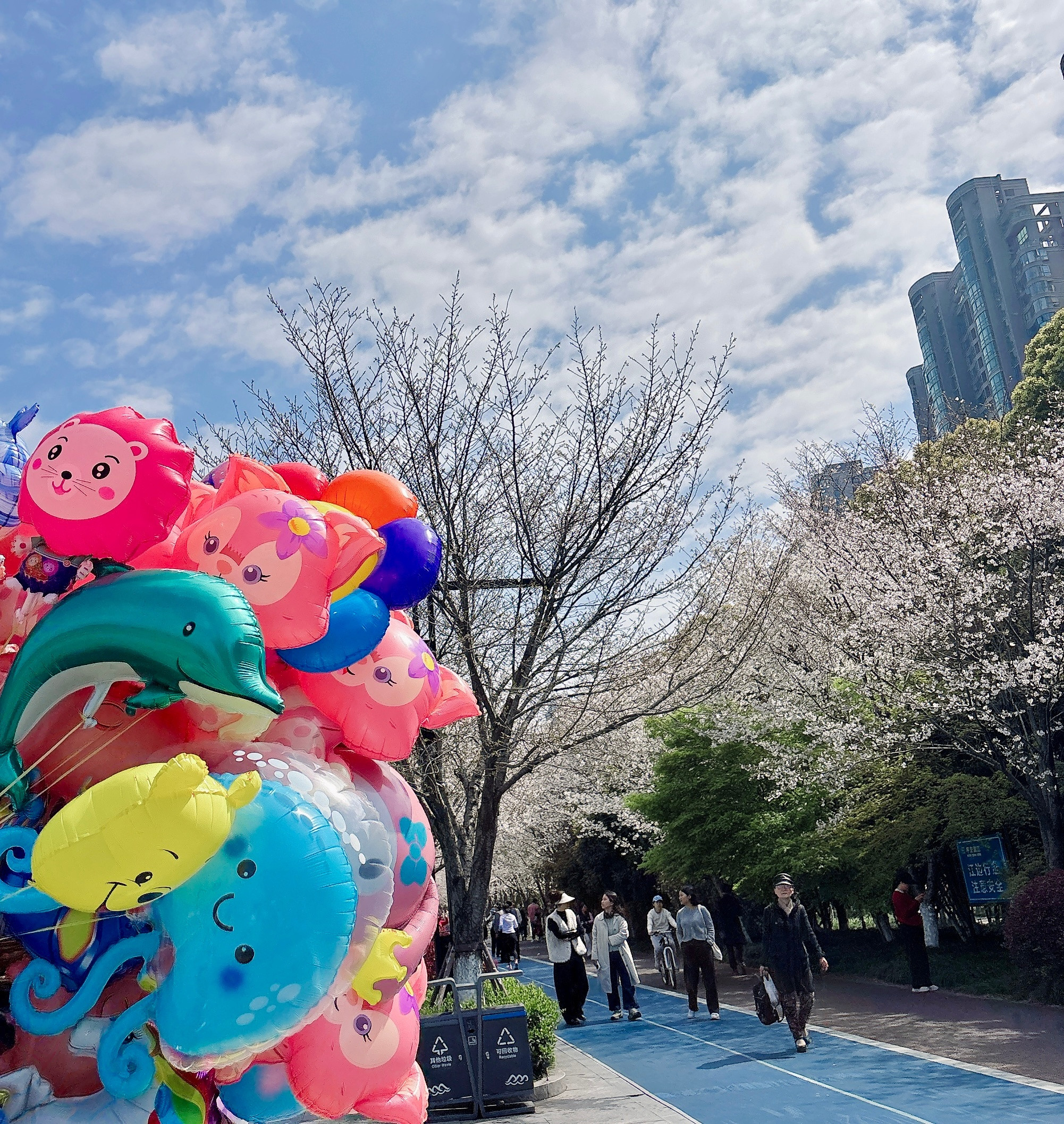 补个杭州踏青的樱花还是很美的