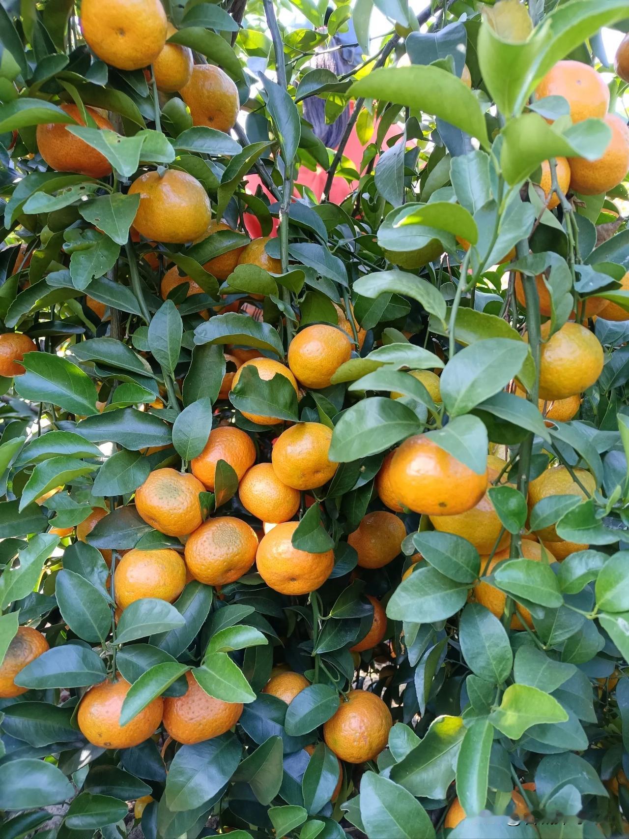 我终于知道今年的沙糖桔为什么卖不动了，并不是价格太贵了，也不是大家不喜欢吃，真实