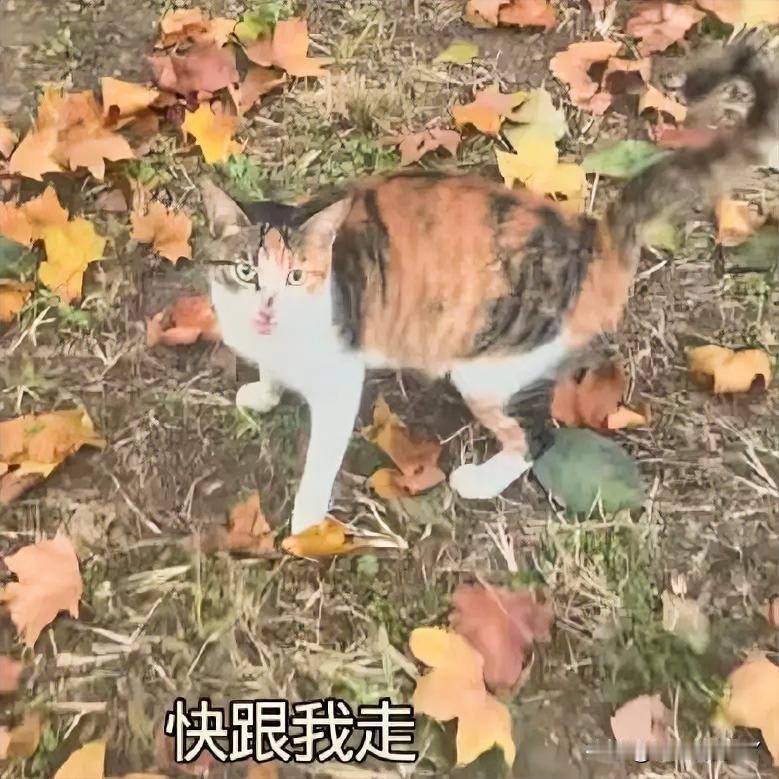 被遗弃三花猫妈妈的公园求生记：每一次等待，都是对家的执念！在公园的一角，一只