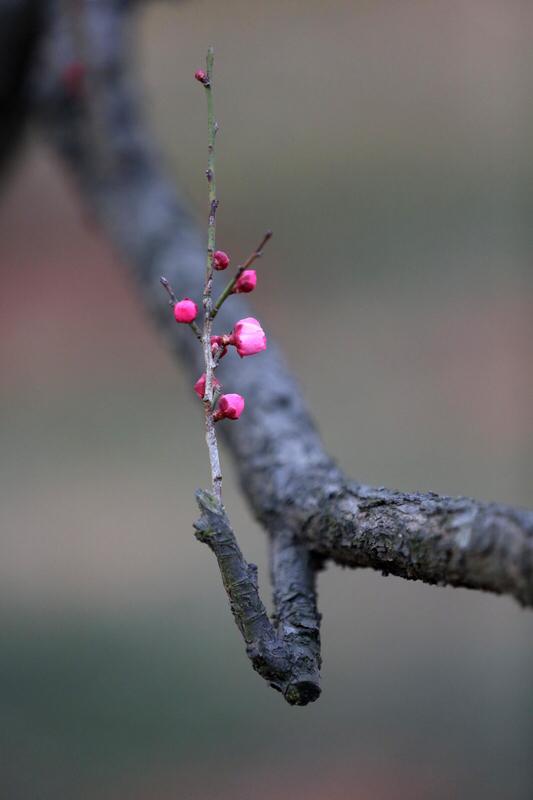 上联：瑞雪含情，唤醒早梅千百朵；下联：寒霜不语，摧折秋菊两三枝。