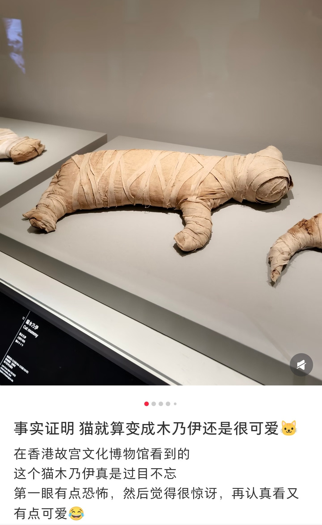 刷到这个猫咪木乃伊的帖子，本来觉得很可爱，结果点开评论区