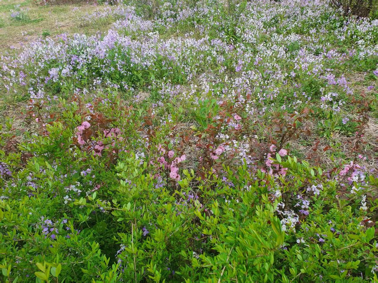 这是我退休后的第一个学期，生活忽然就变了。变得如此特别简单而安静。我这人