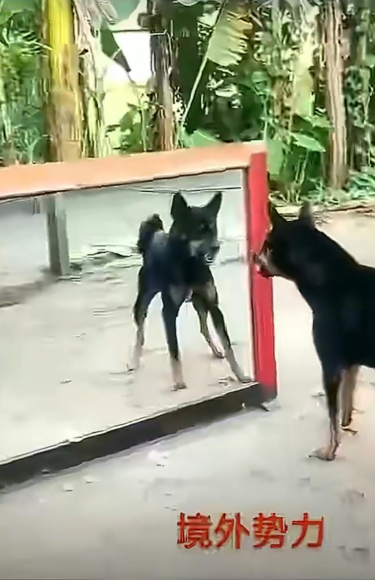 镜外势力，坏得狠。