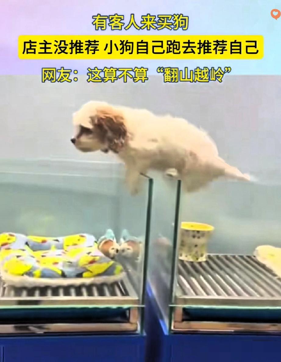“认定你了！”宠物店里这只翻山越岭奔来的小狗，直接把我整破防了！谁能想到，