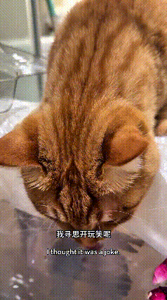这个视频我看了好几遍，我真稀罕这个猫啊，要是自己有一个就好了。主人正搁浴桶里头
