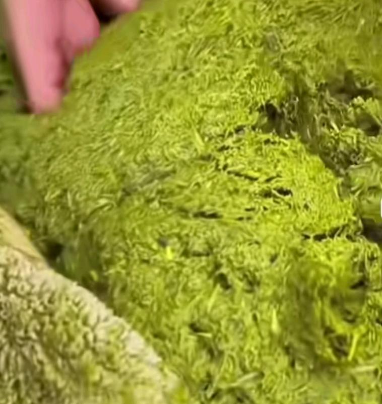 千万不要突发奇想啊！这有人在家吃牛瘪火锅，自制的啊，结果这吃了以后一家四口集体中