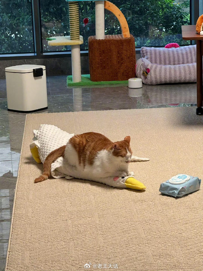 昔猫已乘黄鹤去​​​