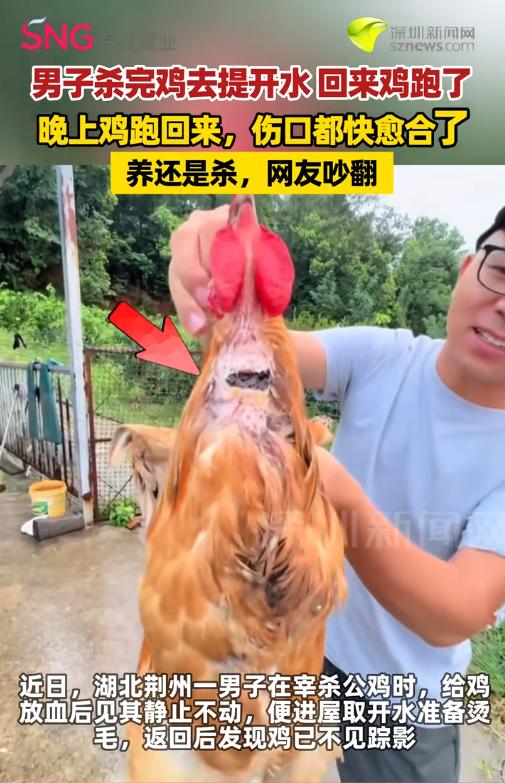 湖北荆州，一位农户在家宰杀自家公鸡，割破脖颈放血后，见公鸡瘫倒不动，便转身进屋准