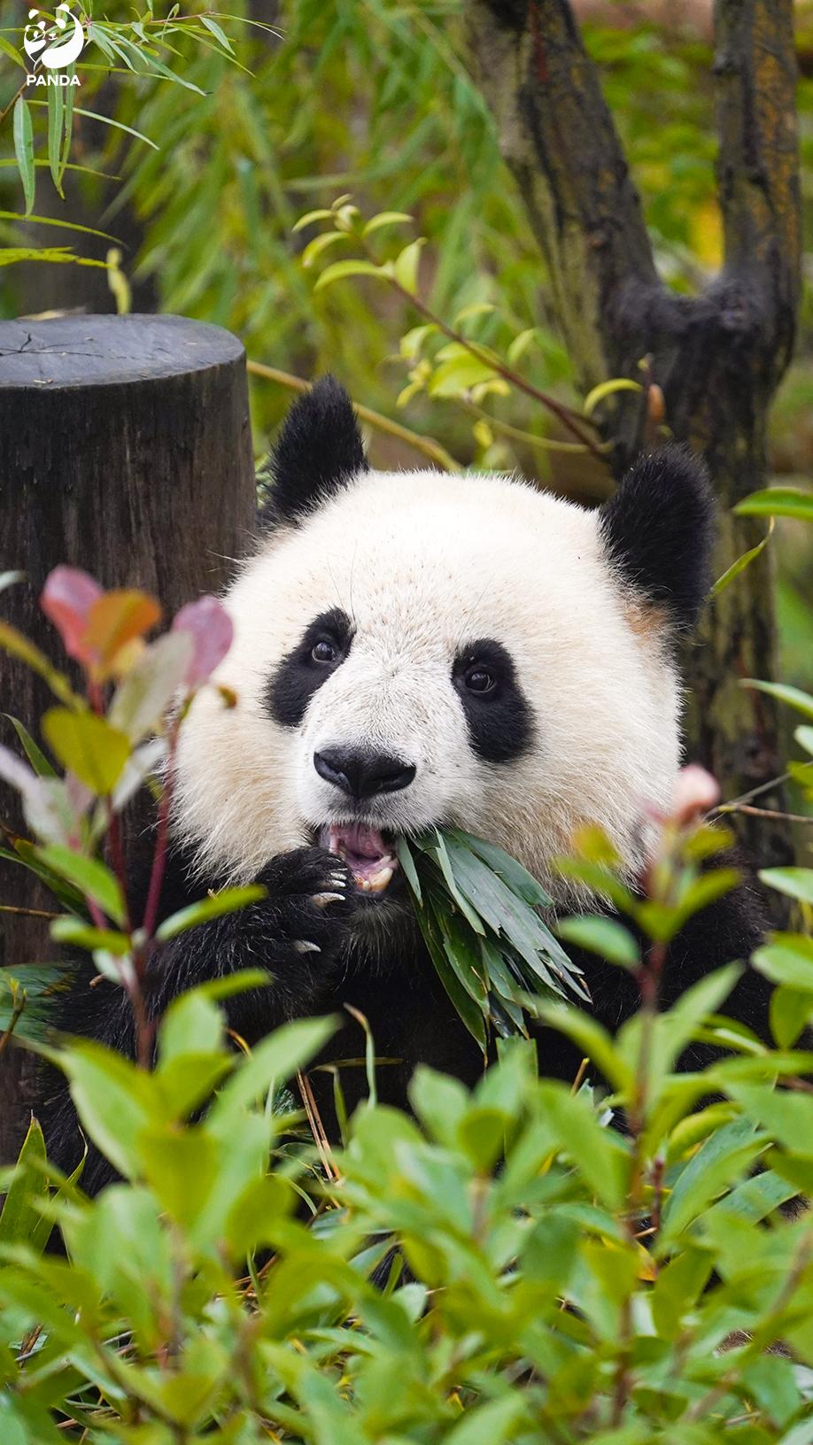 今天孩子说，语文老师让他们思考，为啥马克龙访华这次来了成都！据孩子描述说，当时班